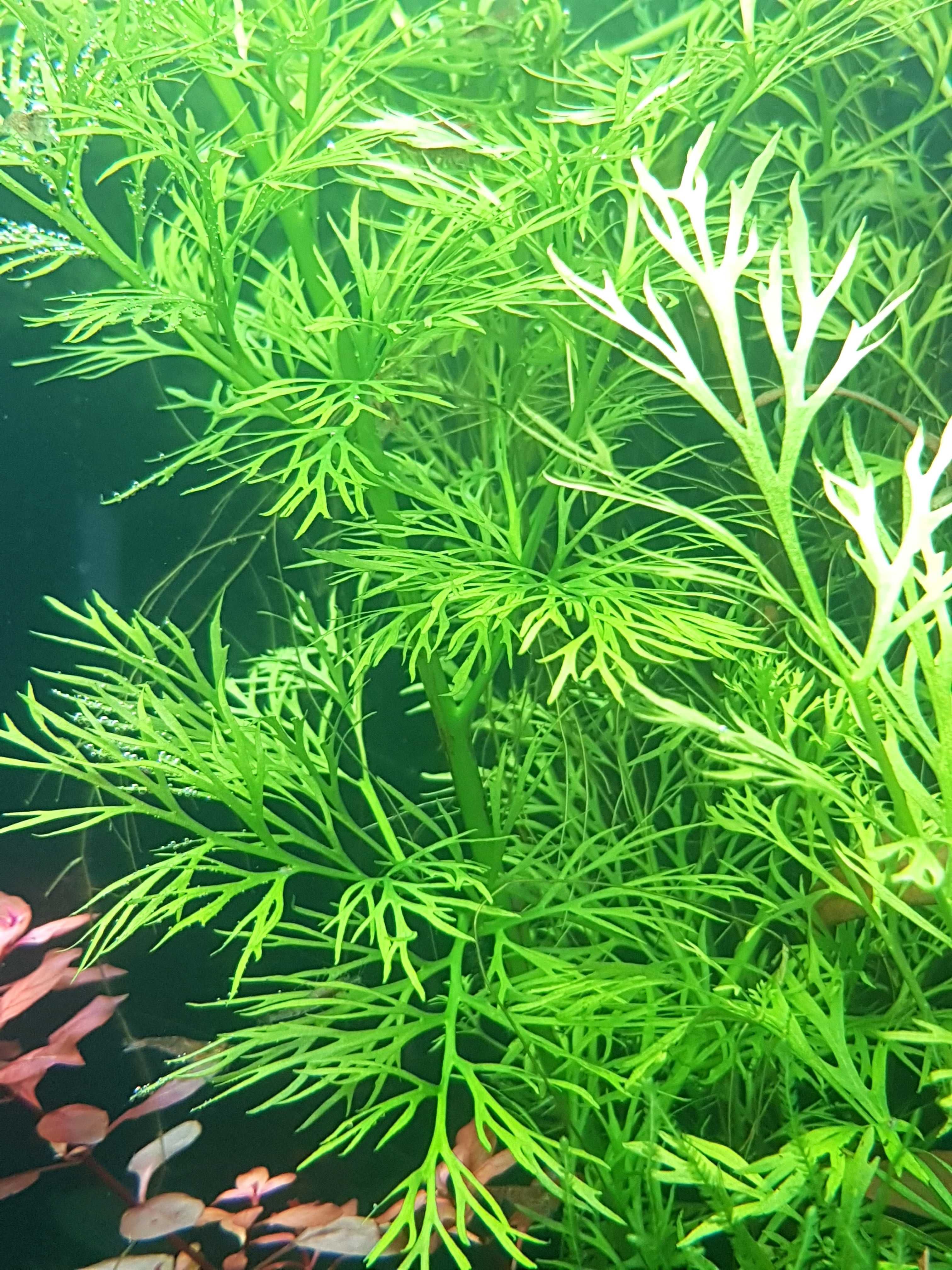 Plantas de aquario fácil manutenção