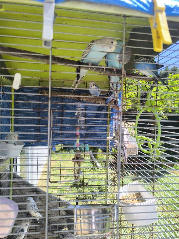 Lote de 10 piriquitos australianos