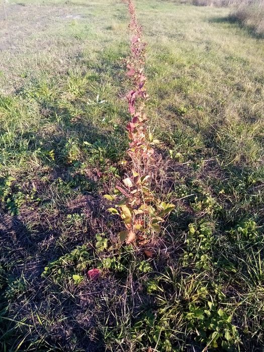 Саженцы боярышника Шамиль