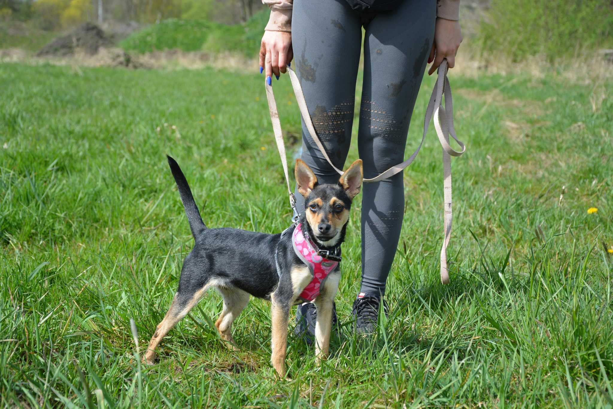 Luna - 6 miesięczny psiak szuka domu SŁODZIAK adopcja