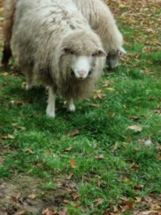 Sprzedam  owieczki i baranki