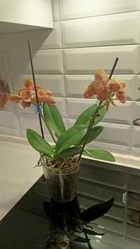 Бабулетка Монако орхідейка