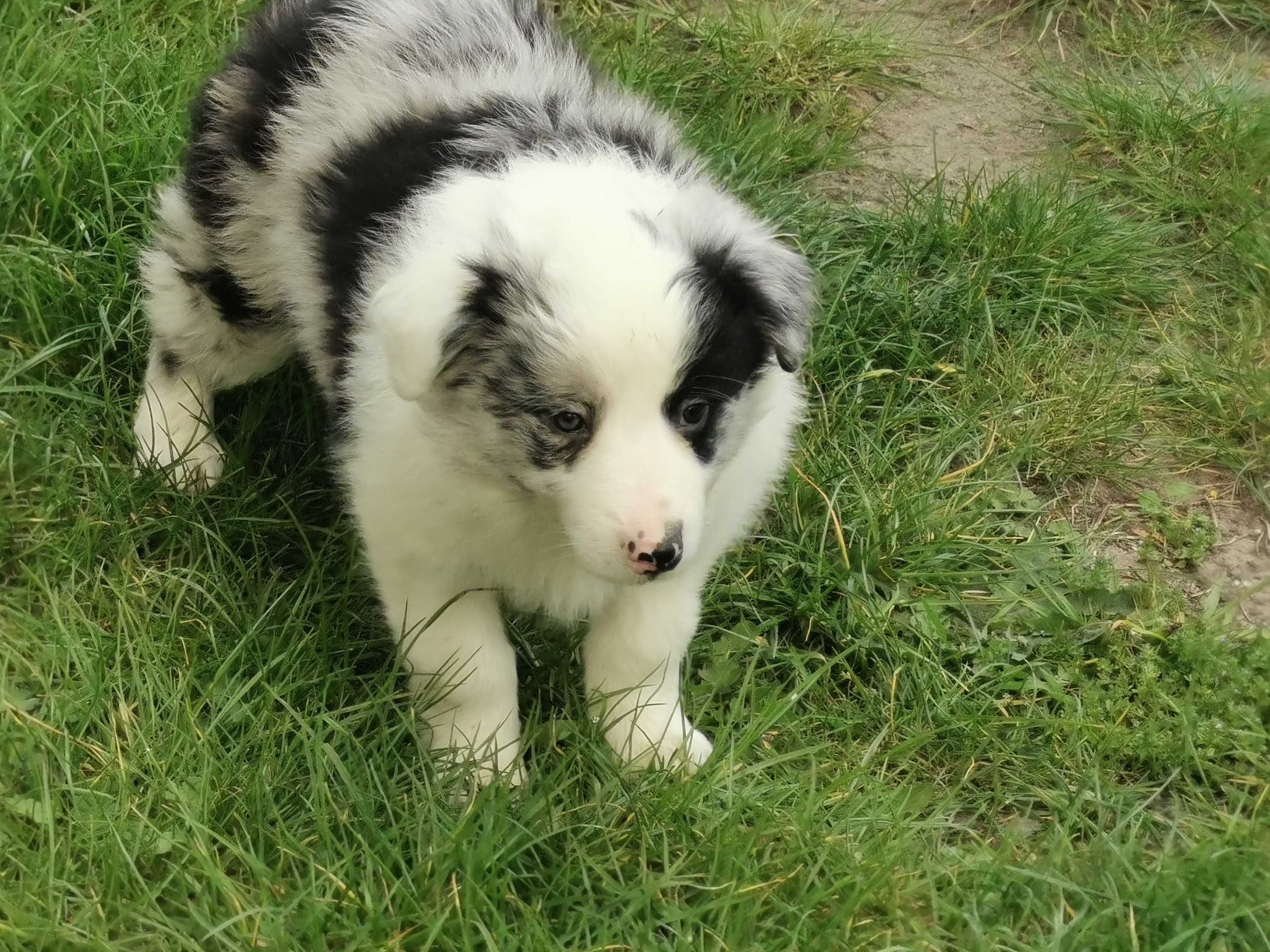 Border collie piesek blue merle