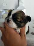 Sunia shih tzu. Rodowód.  Chip.