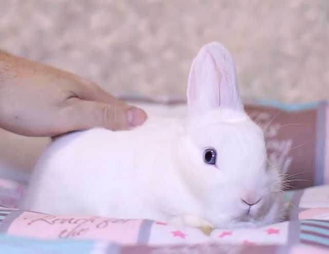 Порода Гермелін, кролик з міжнародними документами декоративний