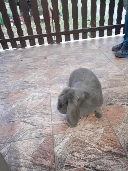 Sprzedam samice krolika