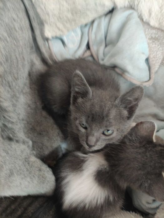 Filhotes para adoção responsável