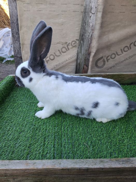 Кролі кролики  німецький строкач