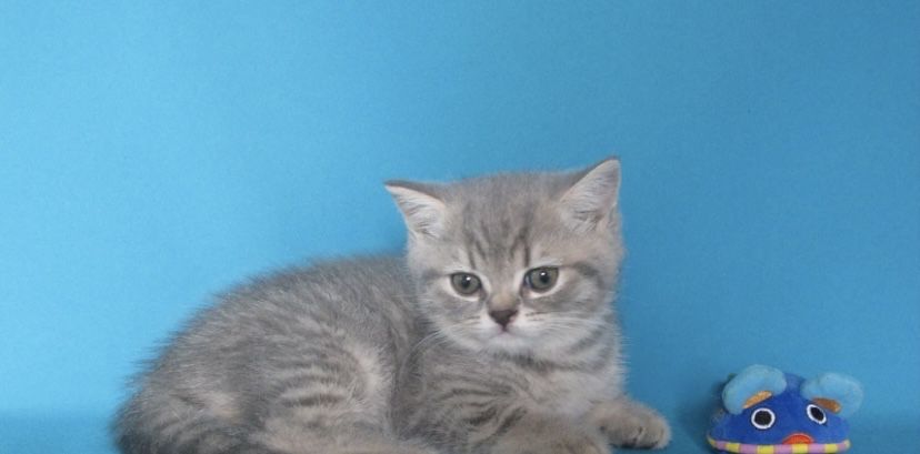 Продам шикарного котенка
