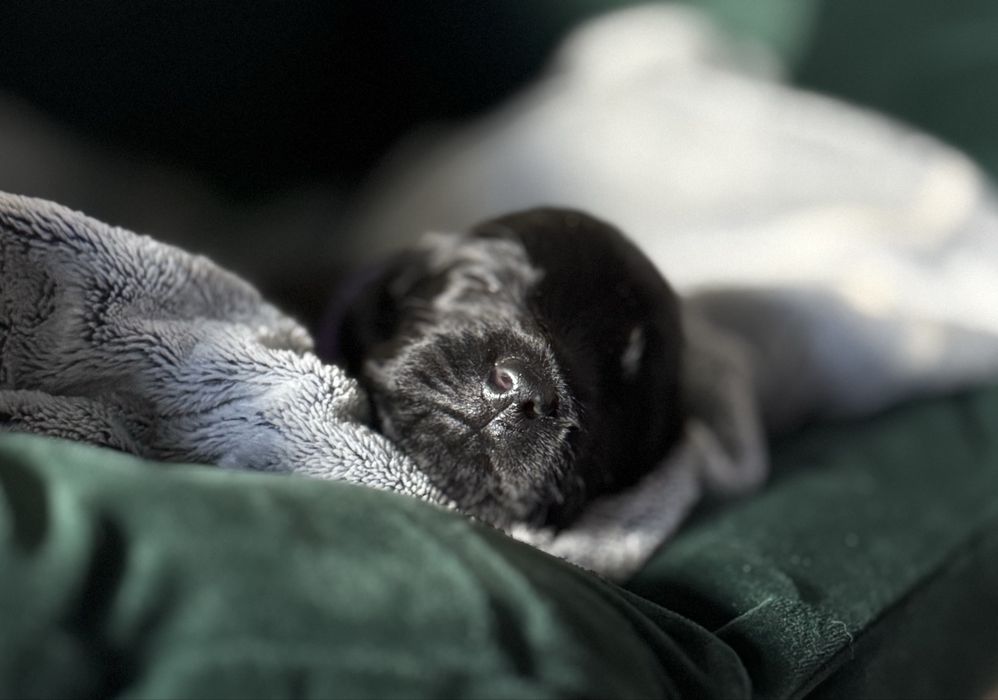 FLAT COATED RETRIEVER - czarny chłopczyk odb początek Grudnia