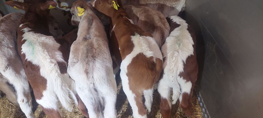 Cielaki do sprzedania byczki