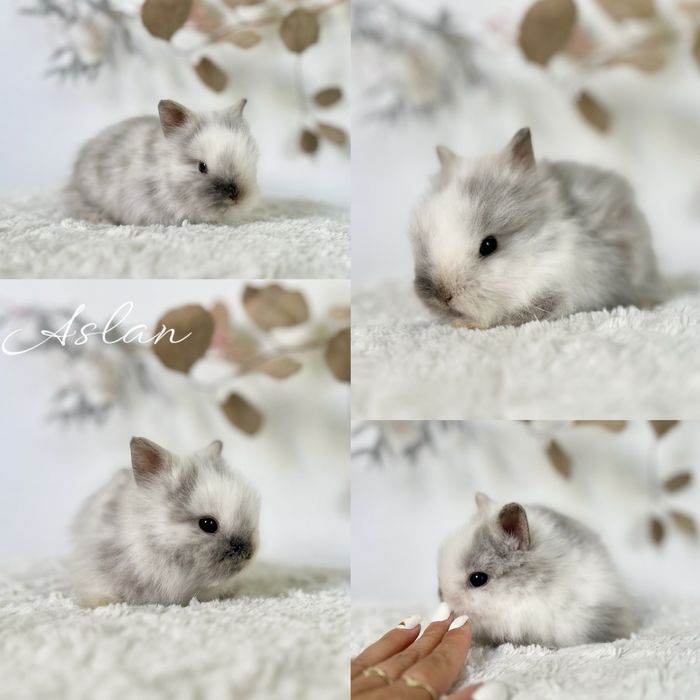 Króliczek Króliczki mini lop oraz Karzełki Teddy
