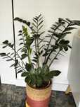Planta com 3 anos