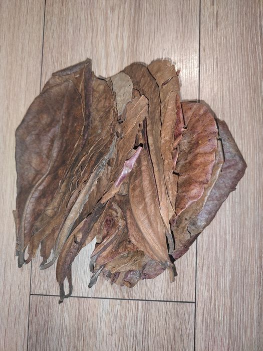 Liście ketapangu