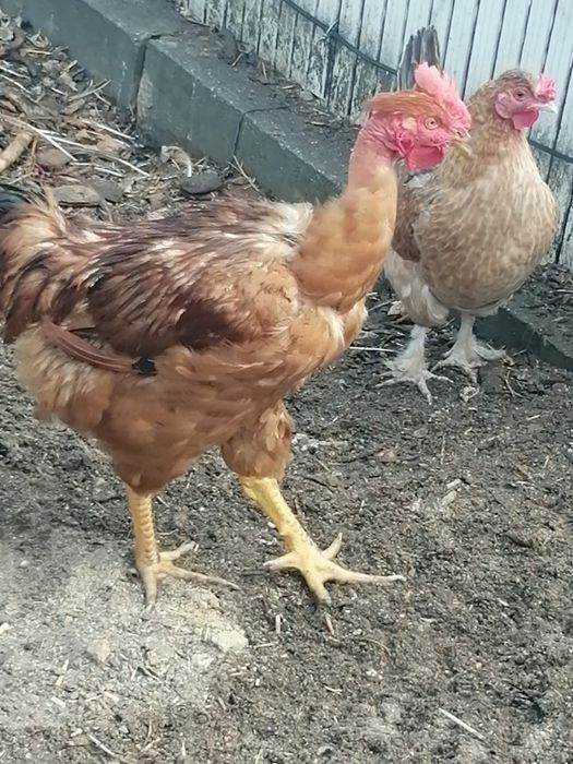 Galos e frangos para venda