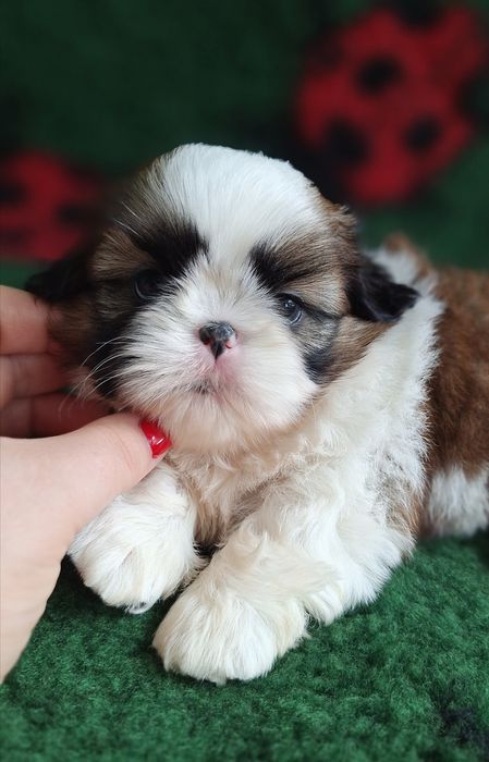 Puchaty chłopiec Shih Tzu z rodowodem - dostępny do rezerwacji