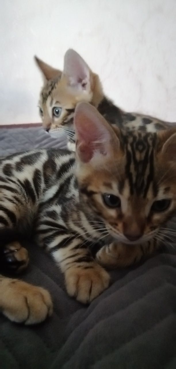 Продам бенгальських кошенят, 2 місяці, дівчинка, хлопчик