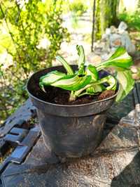 Hosta, funkia, piękne sadzonki