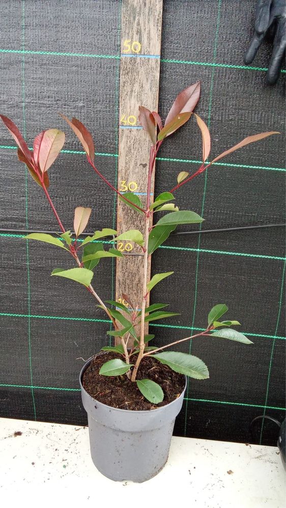 Photinias 50cm varios tamanhos