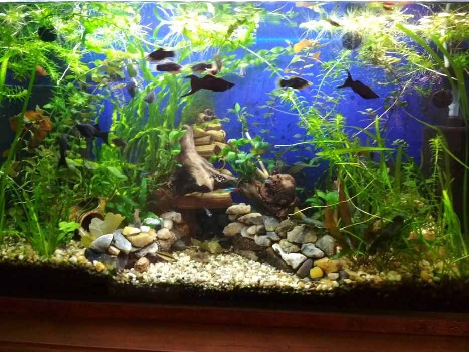 Moczarka do akwarium