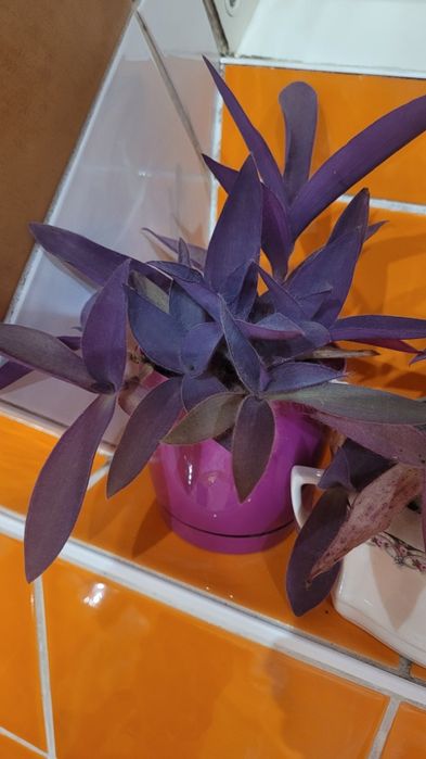 Trzykrotka purpurowa