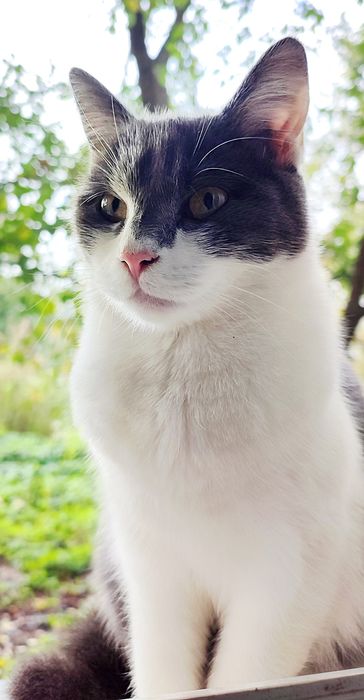 Стерилізована киця шукає домівку