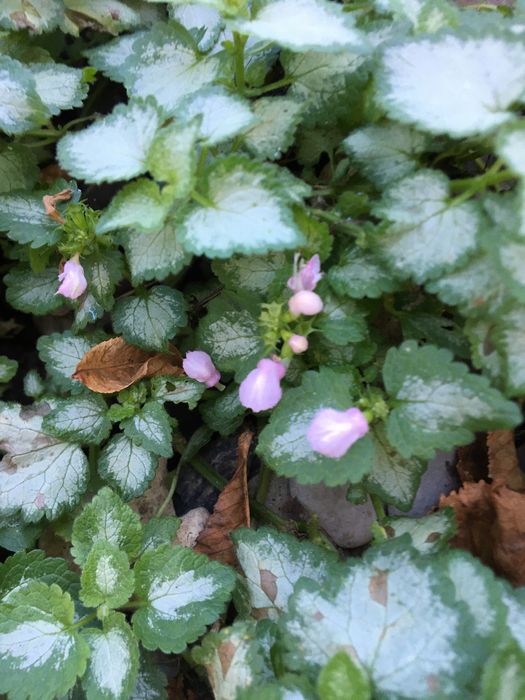 Цветы садовые