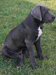 Szczeniak cane corso