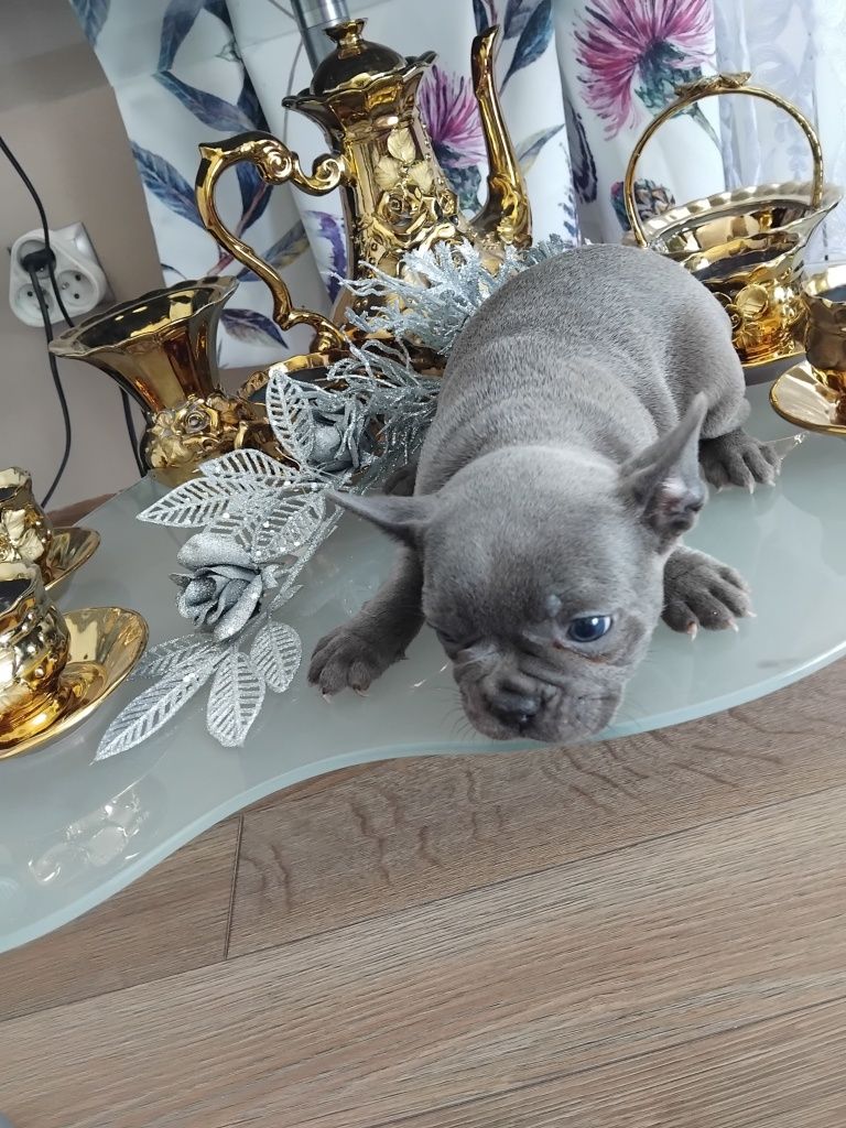 Piękny Buldog Francuski