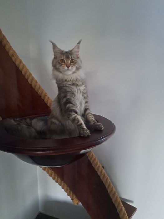 Cudowna kotka Maine Coon