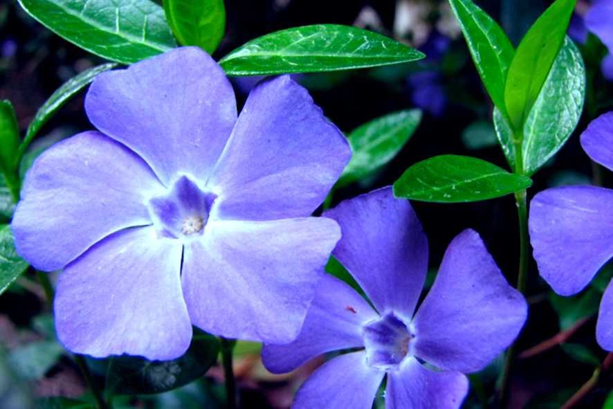 Барвінок- вічнозелена рослина