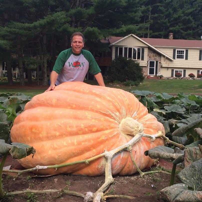 Sementes Abobora Gigante Atlantic Pumpkin 900kg