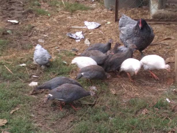 Frangos/ Galinhas *entre outras aves*