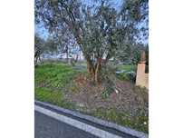 Terreno plano com cerca de 14 metros de frente e viabilidade de con...