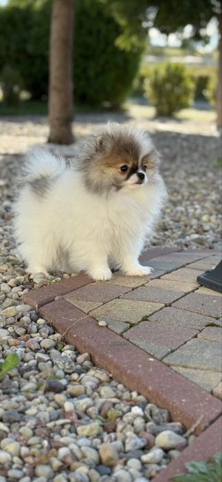 Mini mini dziewczynka pomeranian szpic miniaturowy