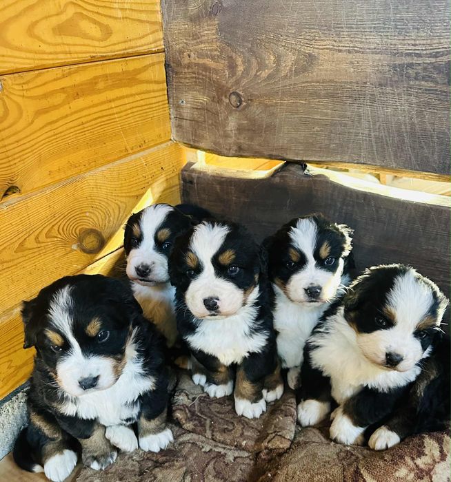 Bernenski pies pasterski