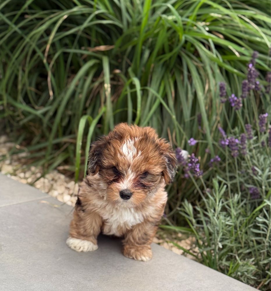 Piękny piesek Red Merle Yorkshire Terrier
