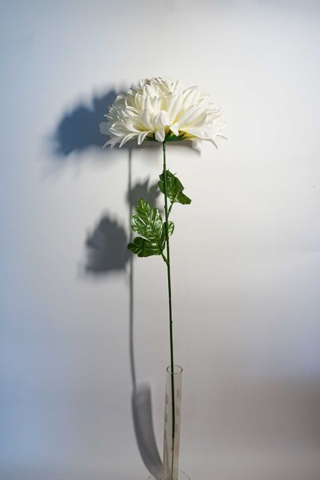 Chryzantema w kolorze białym