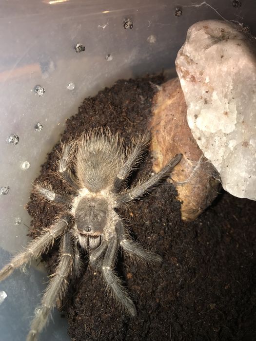 Lasiodora parahybana ns