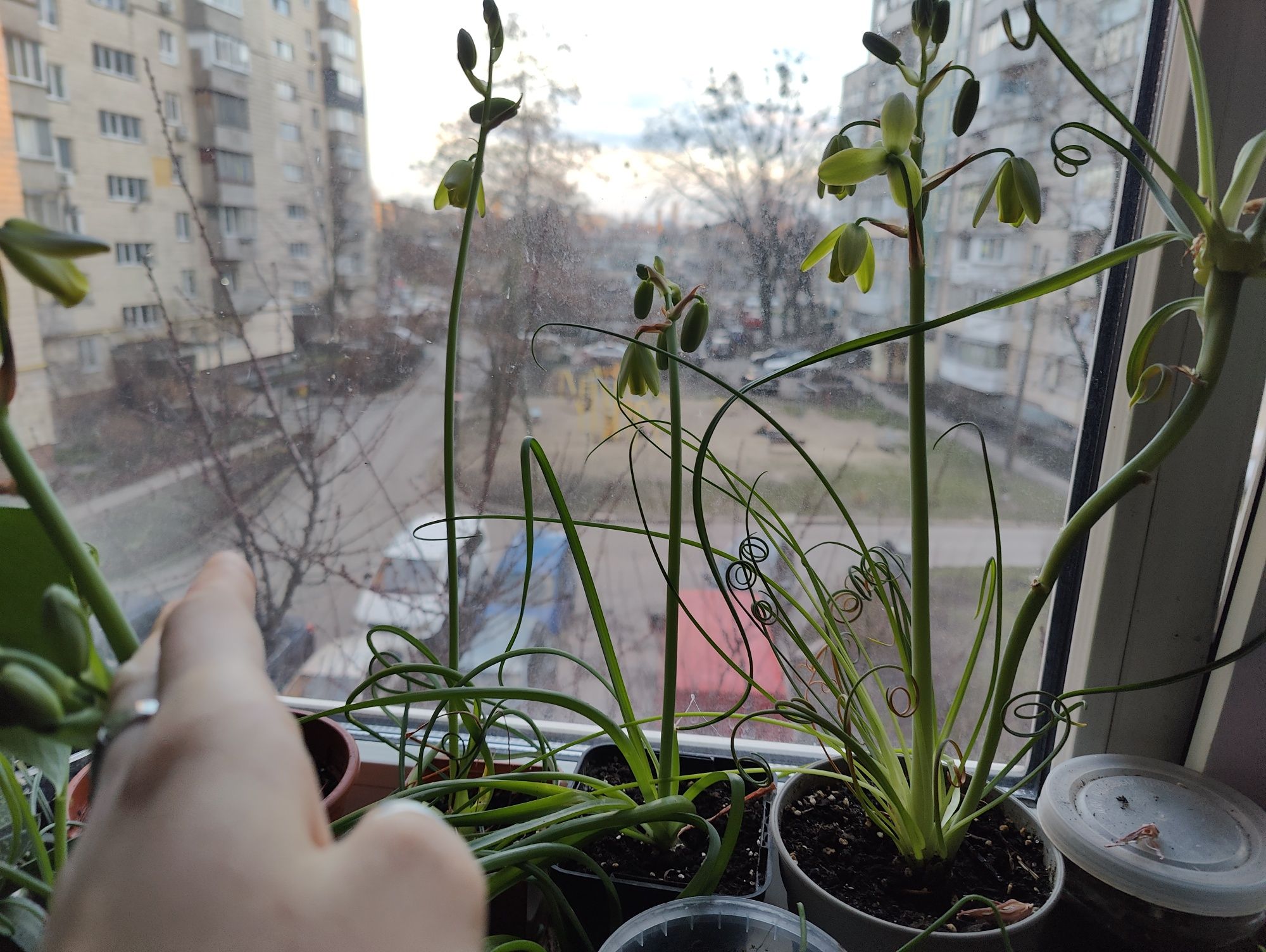 Albuca spirals, альбука спіральна, спіраліс