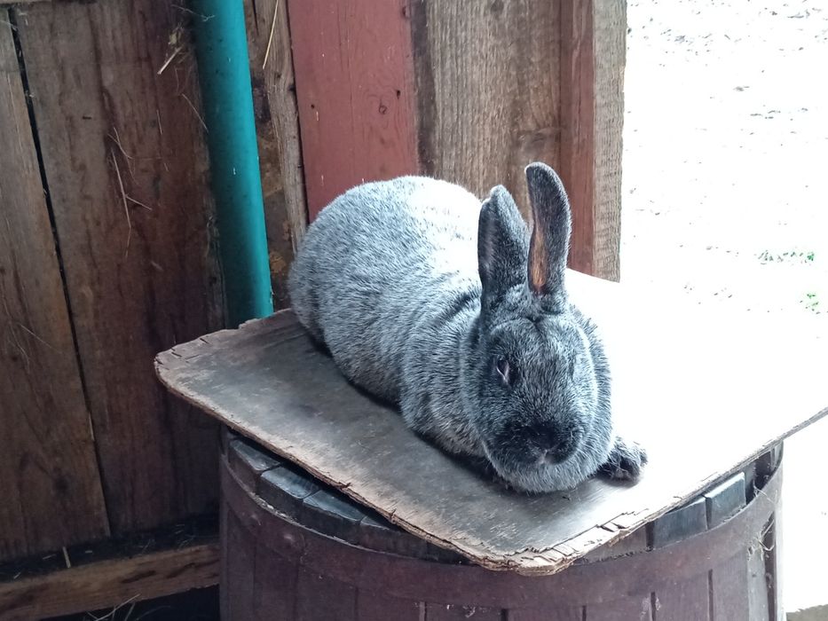 Кролі ( Полтавське срібло , бургундія )