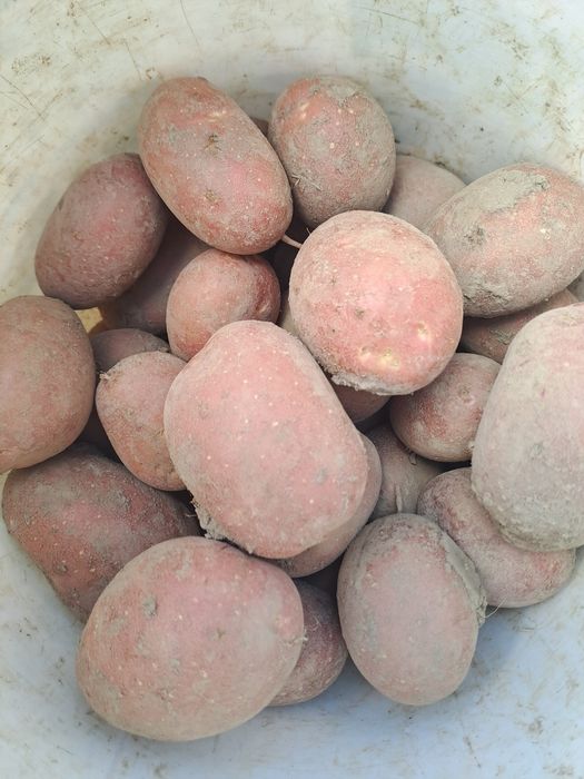 Ziemniaki red sonia i soraya