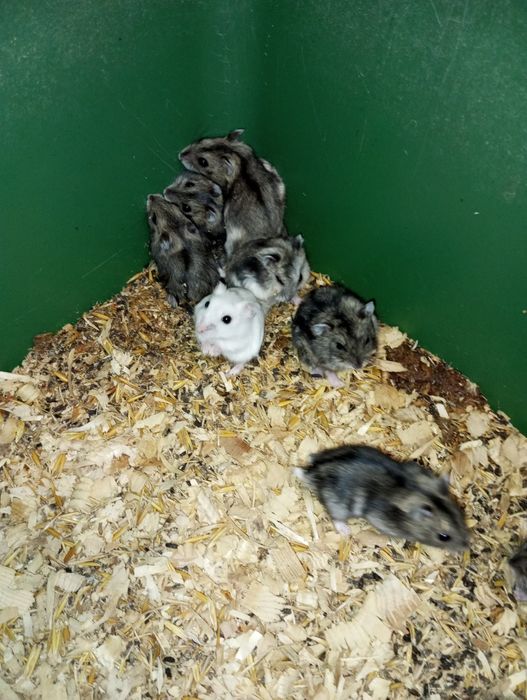 Продам хомячків джунгариків