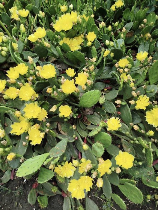 Кактус уличный опунция и саженцы клубники