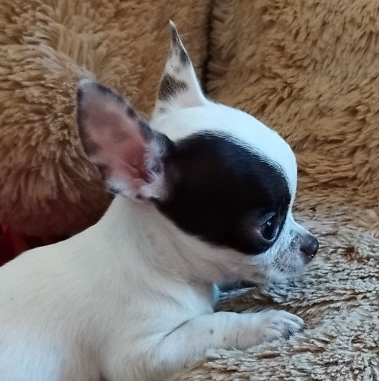 Chihuahua mini piesek