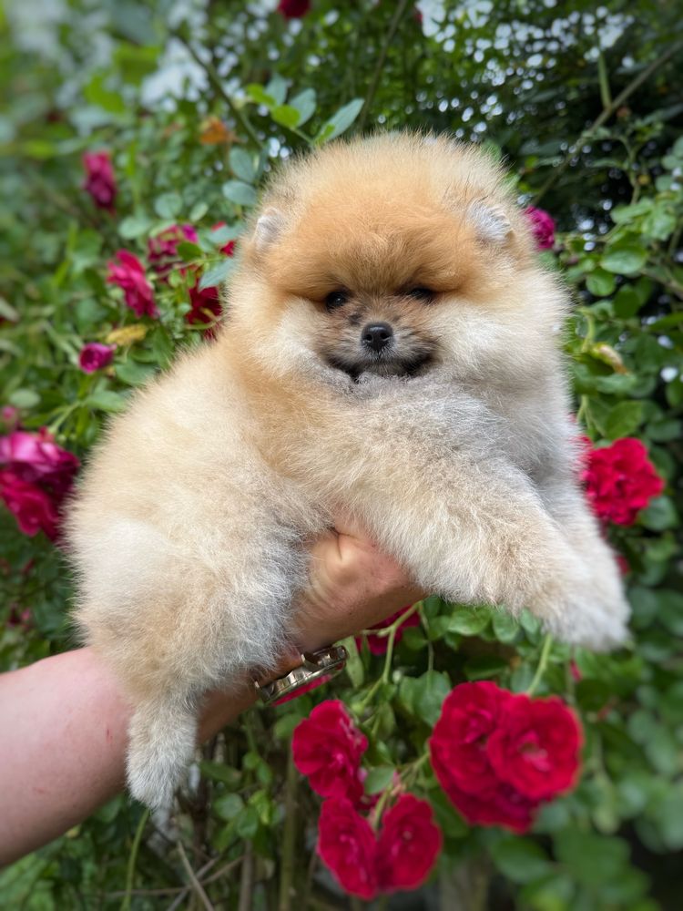 Pomeranian Szpic miniaturowy Miś orange Suczka Zkwp FCI