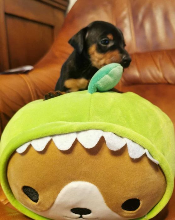 Pinczer miniaturowy szczenię  rodowód ZKwP (FCI)