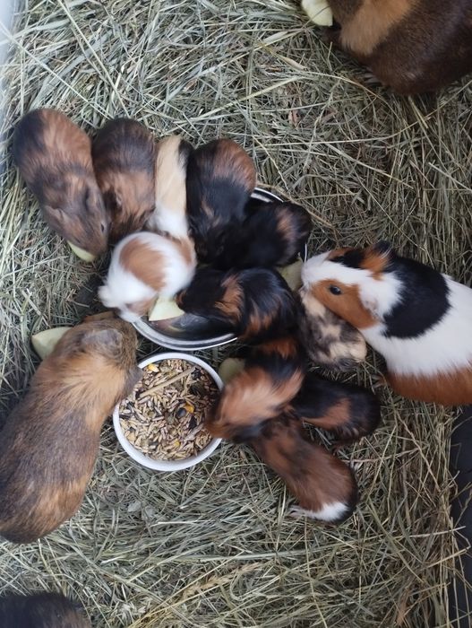 Sprzedam świnki morskie