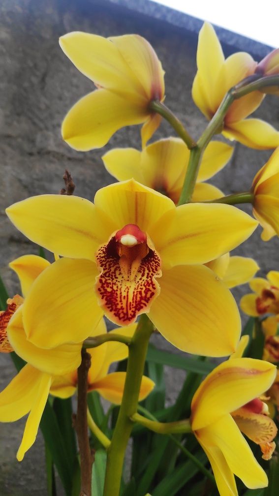 Orquídea amarela olho vermelho