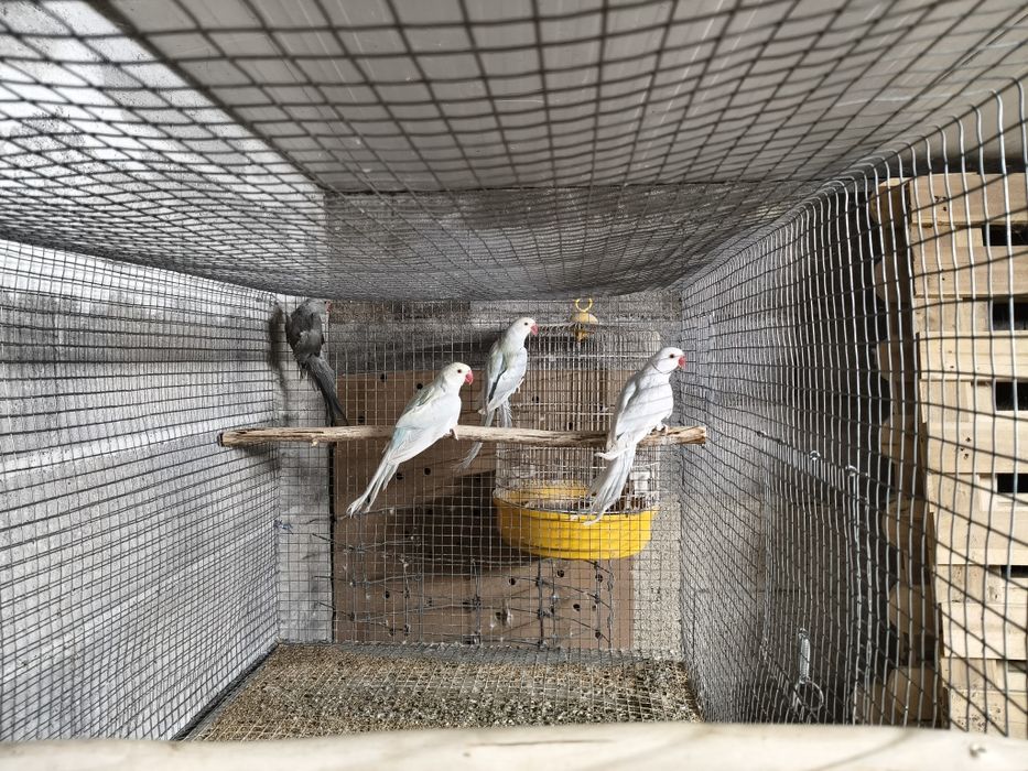 Ring Necks (várias mutações)